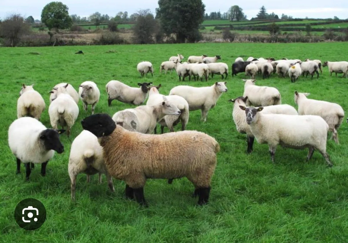 LAND WANTED FOR EWES