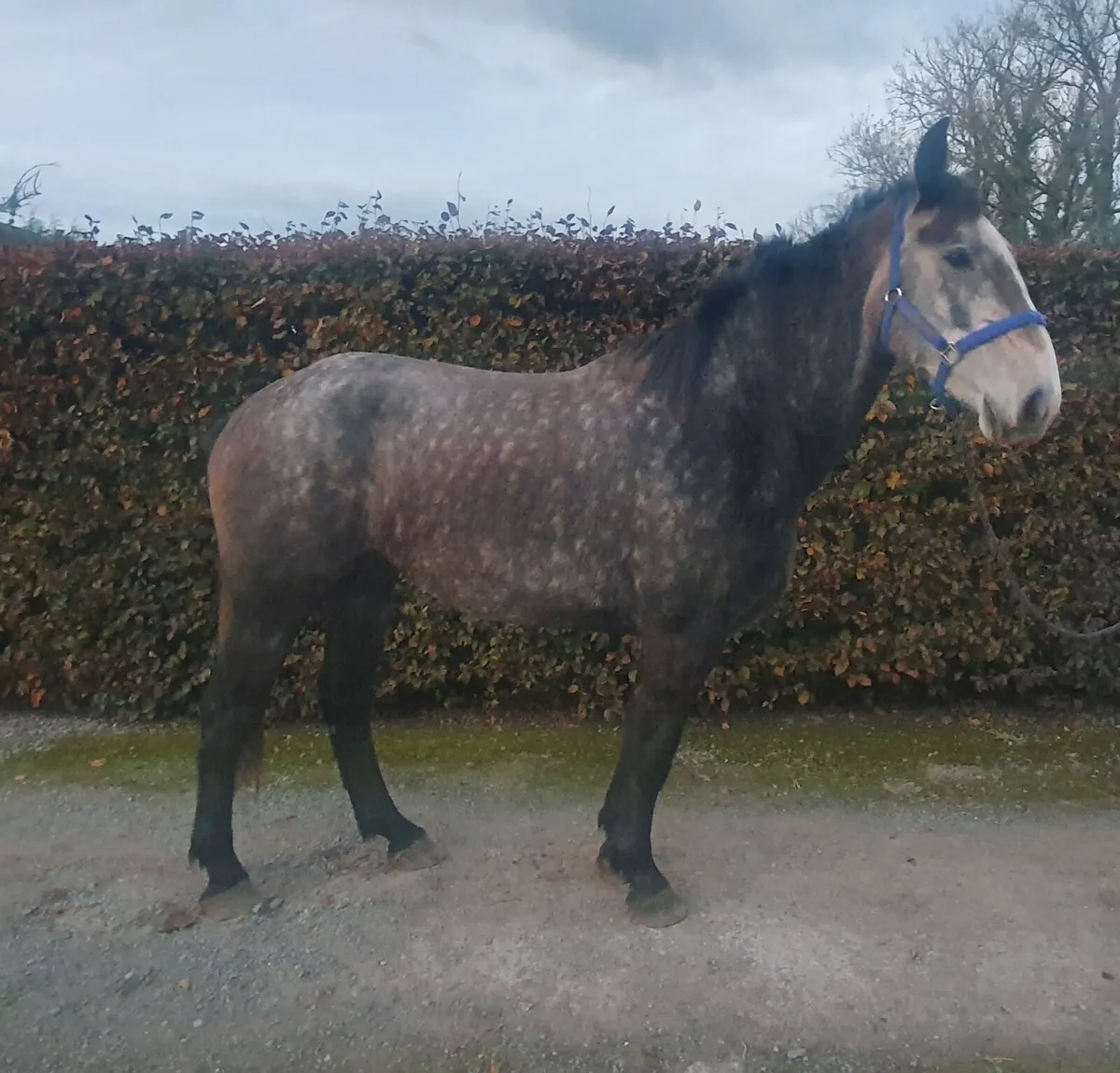 3 YO Irish Draft - Image 3