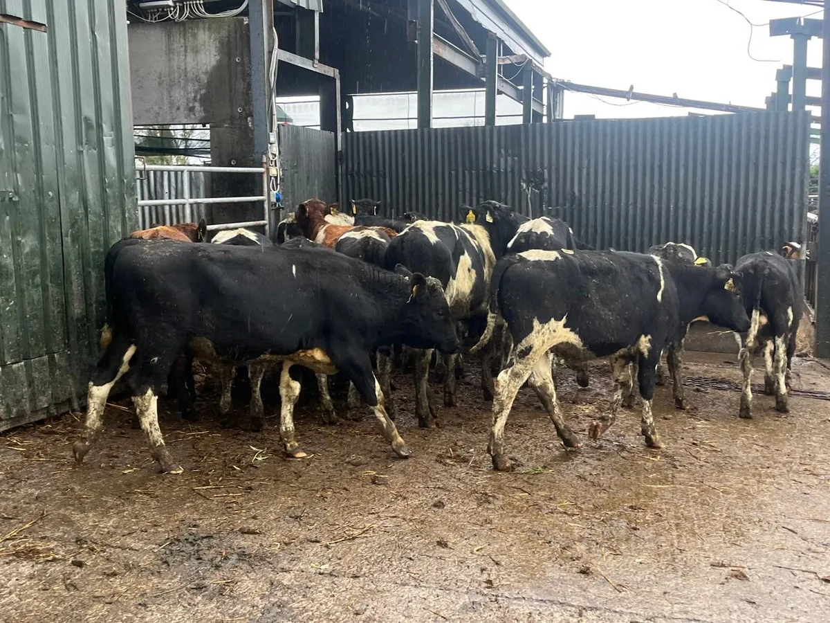 18 super  British Frisian bull weanlings - Image 1