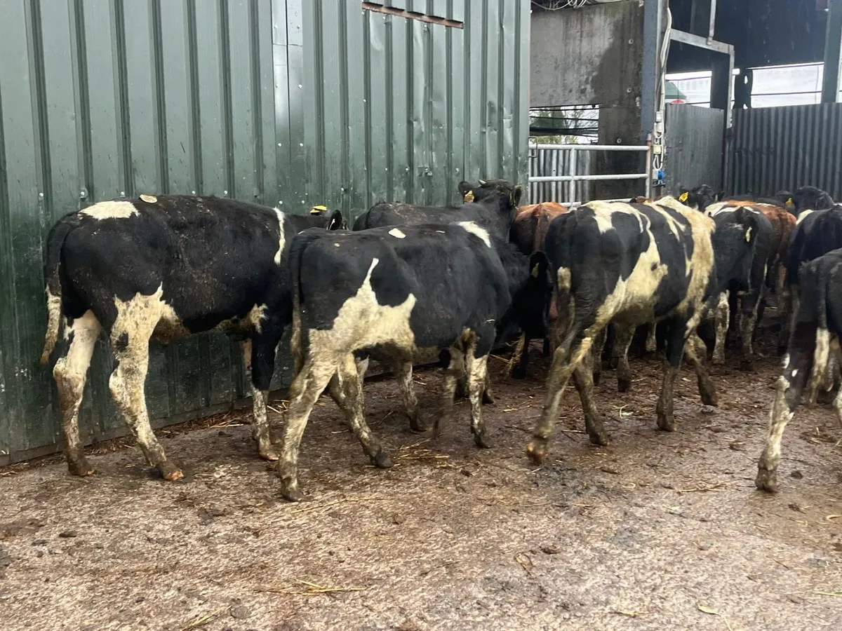 18 super  British Frisian bull weanlings - Image 3