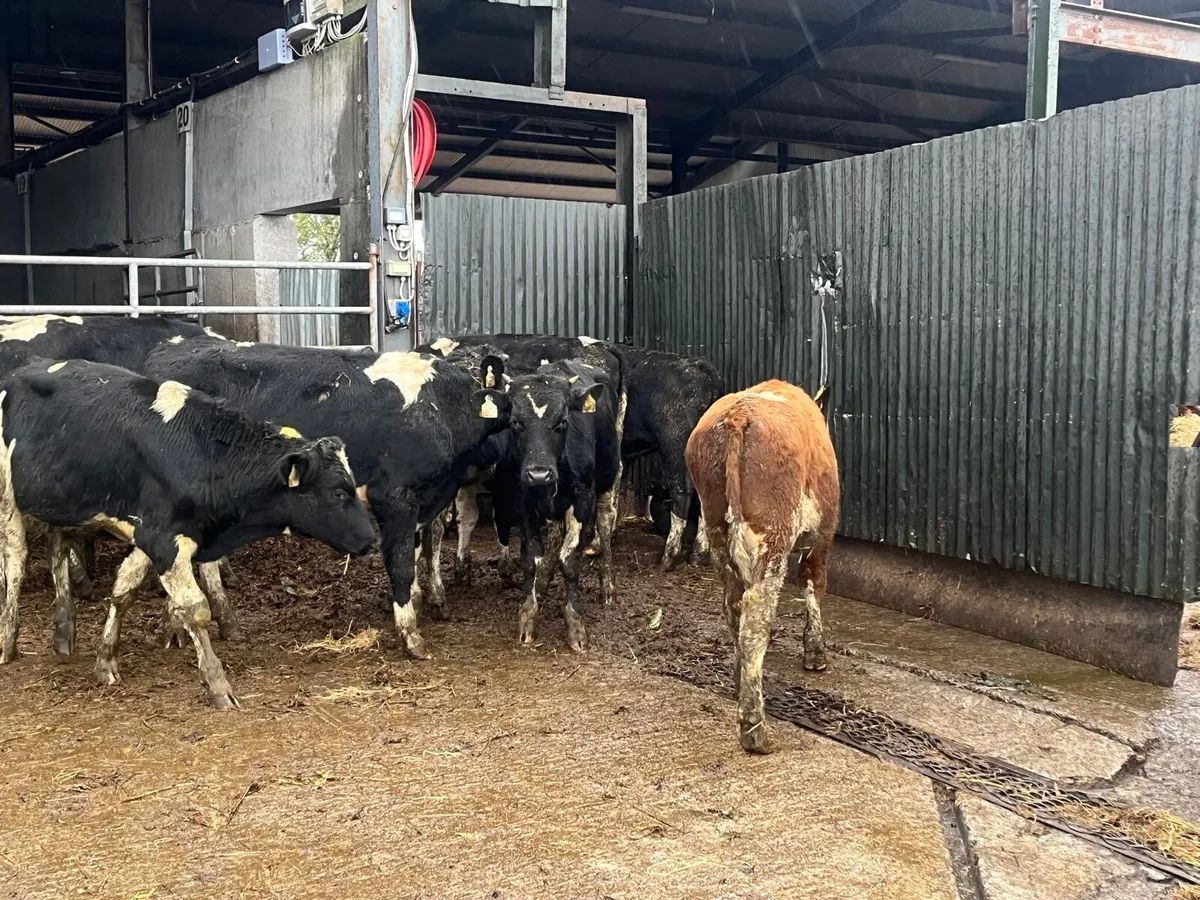 18 super  British Frisian bull weanlings - Image 4