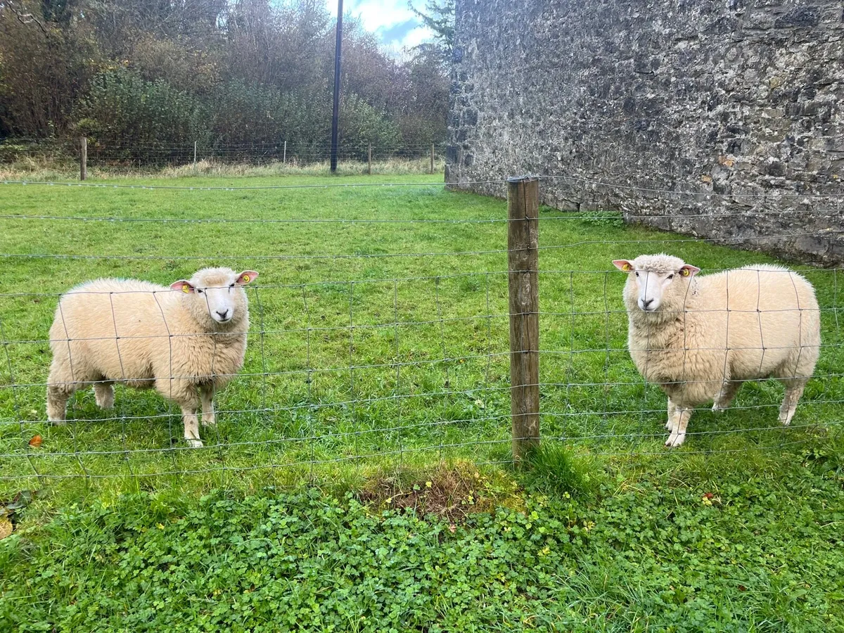 Sheep RAM - Image 1