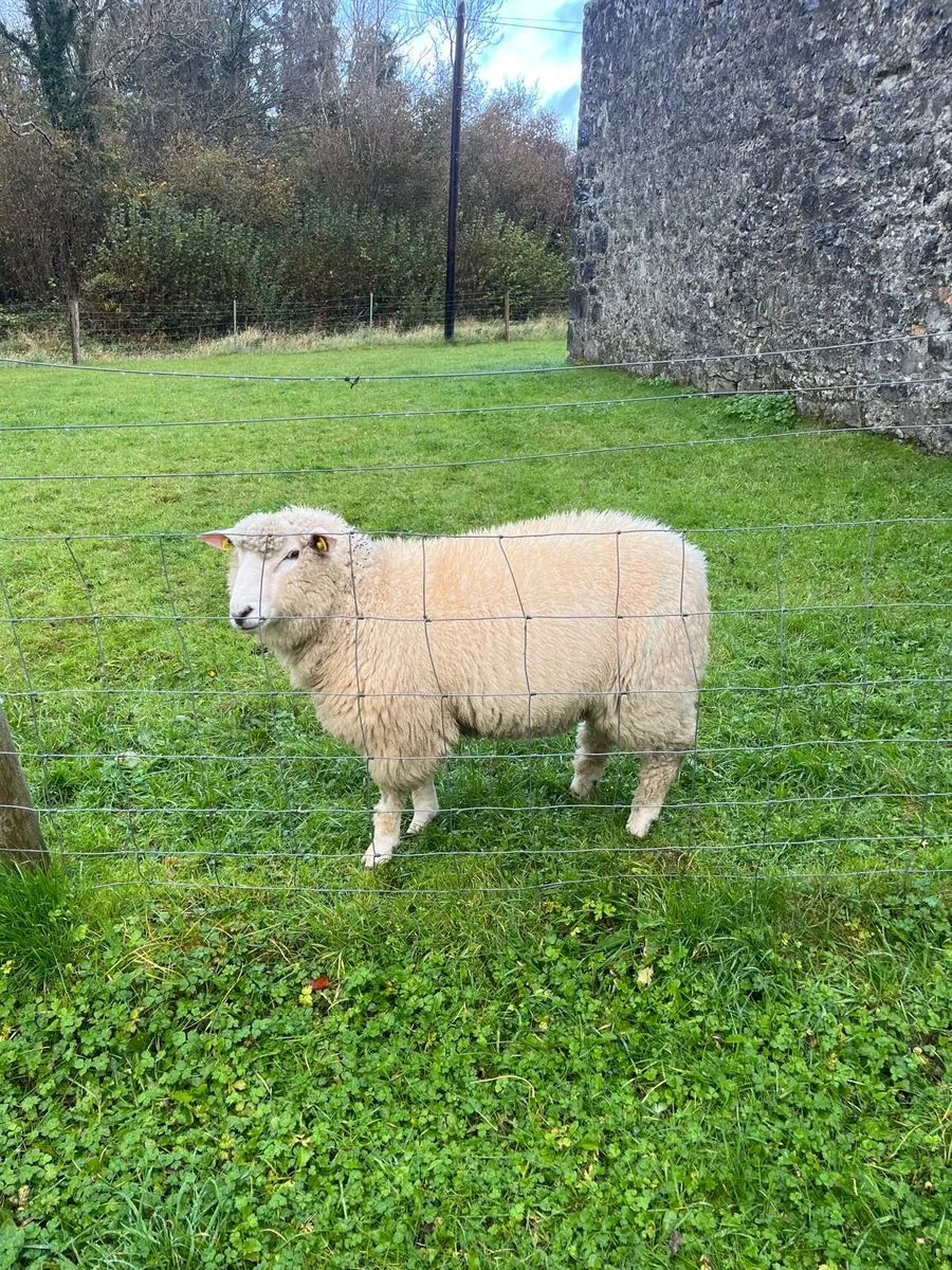 Sheep RAM - Image 2