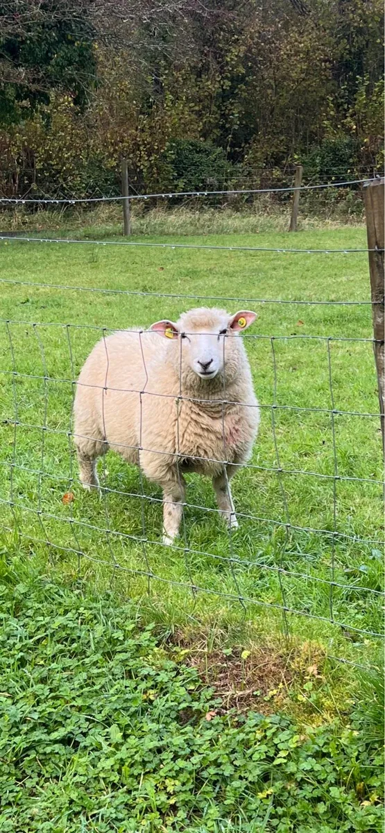 Sheep RAM - Image 3