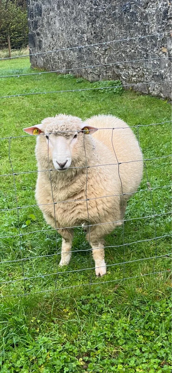 Sheep RAM - Image 4