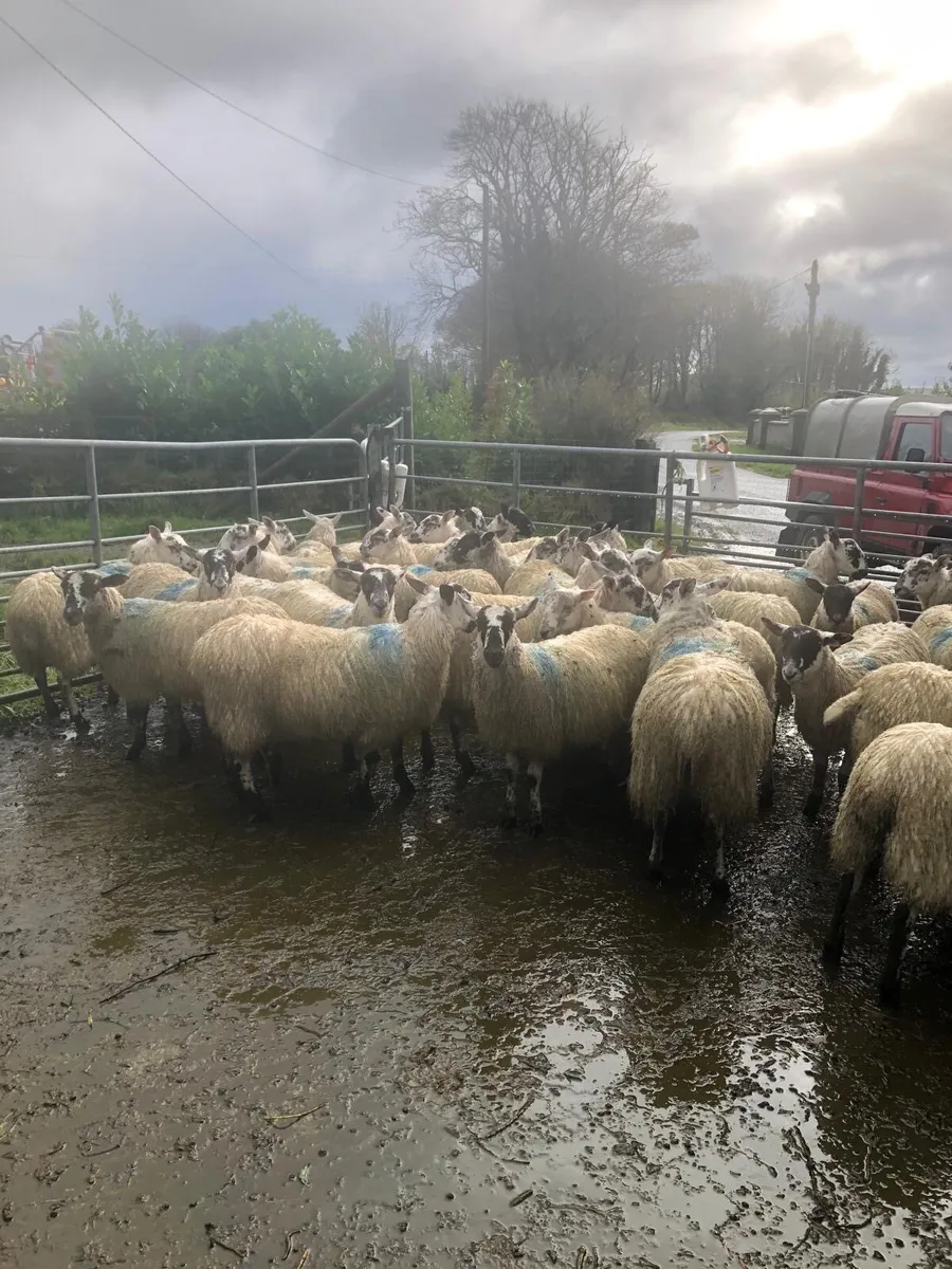 Mule Lambs - Image 1