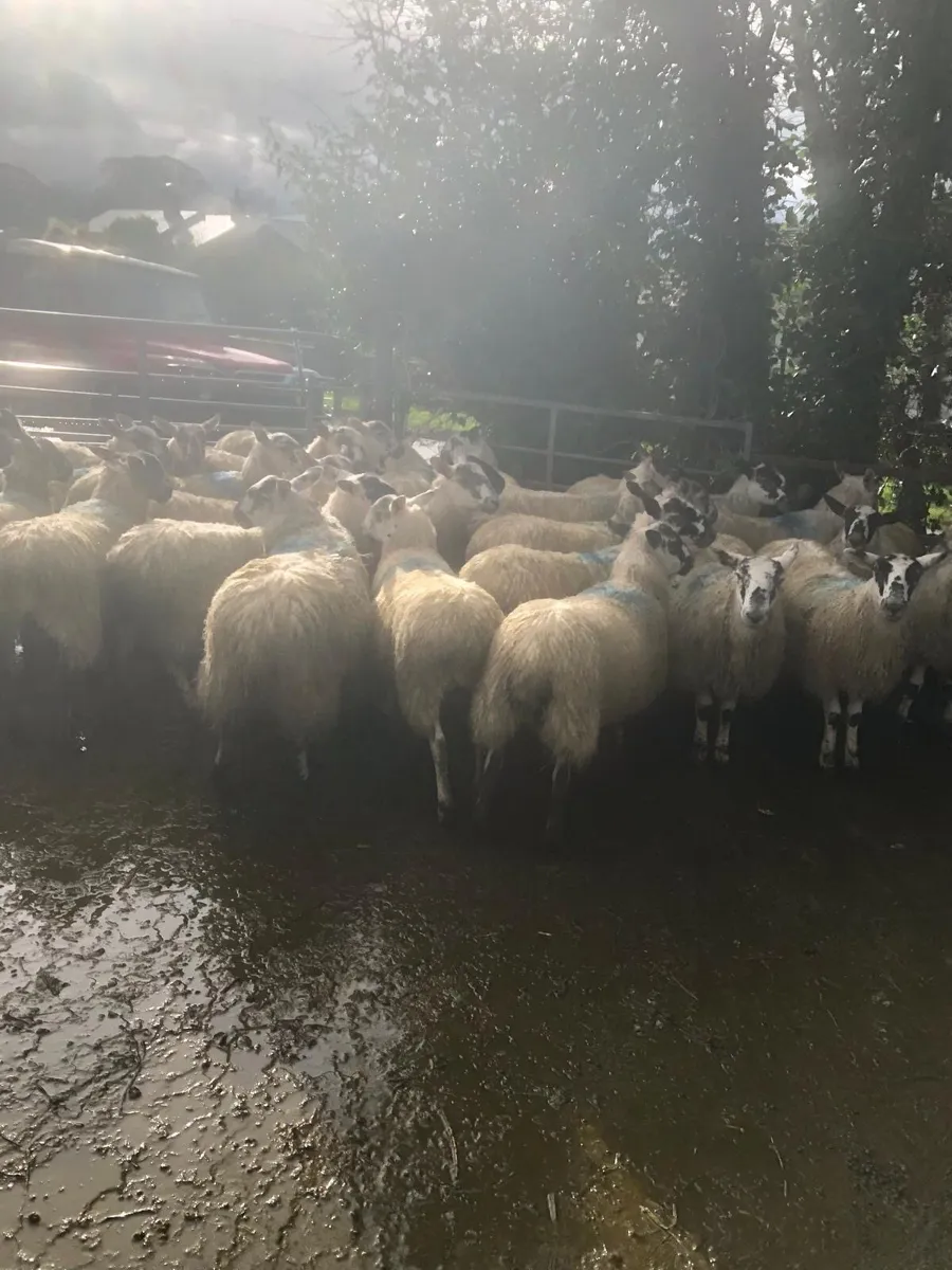 Mule Lambs - Image 2