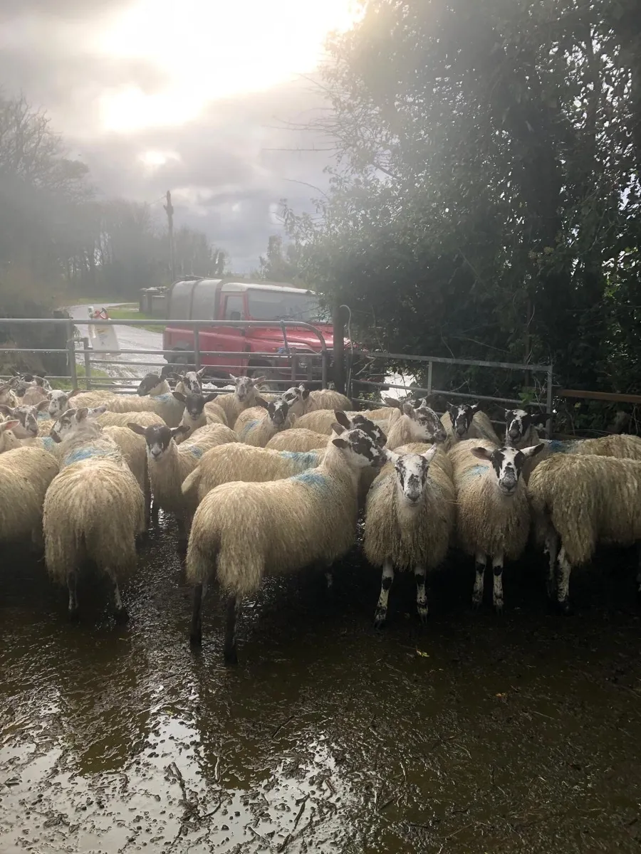 Mule Lambs - Image 4