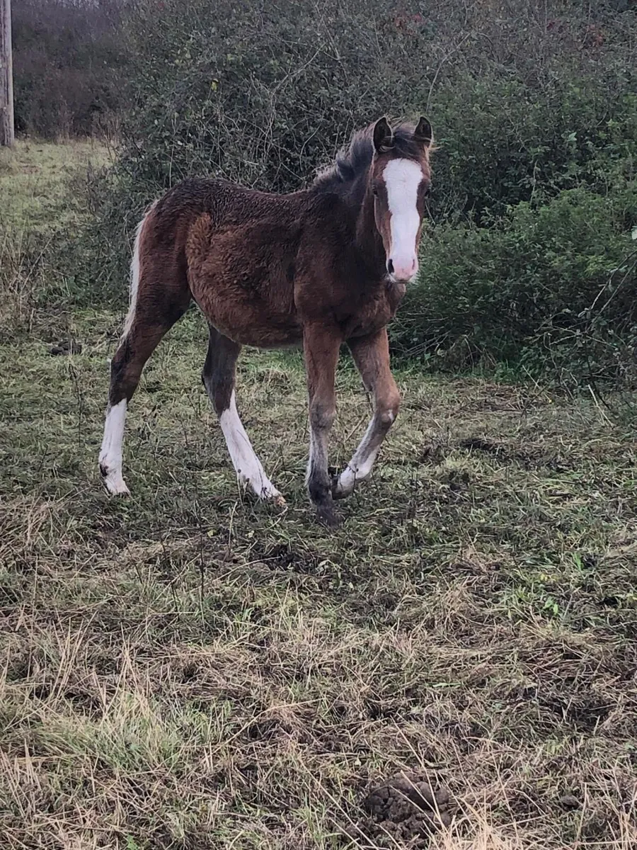 Colt Foal for sale - Image 1