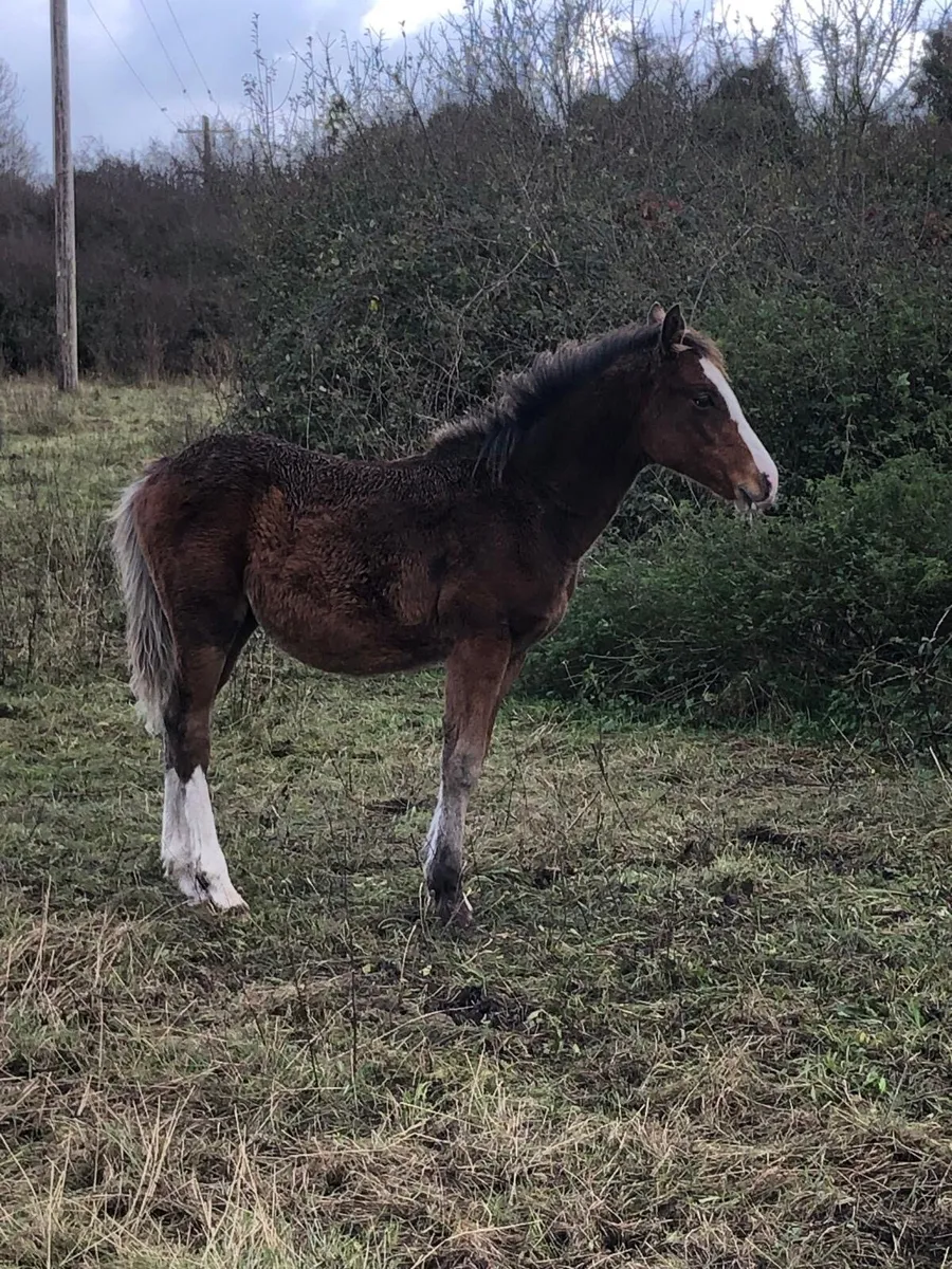 Colt Foal for sale - Image 2
