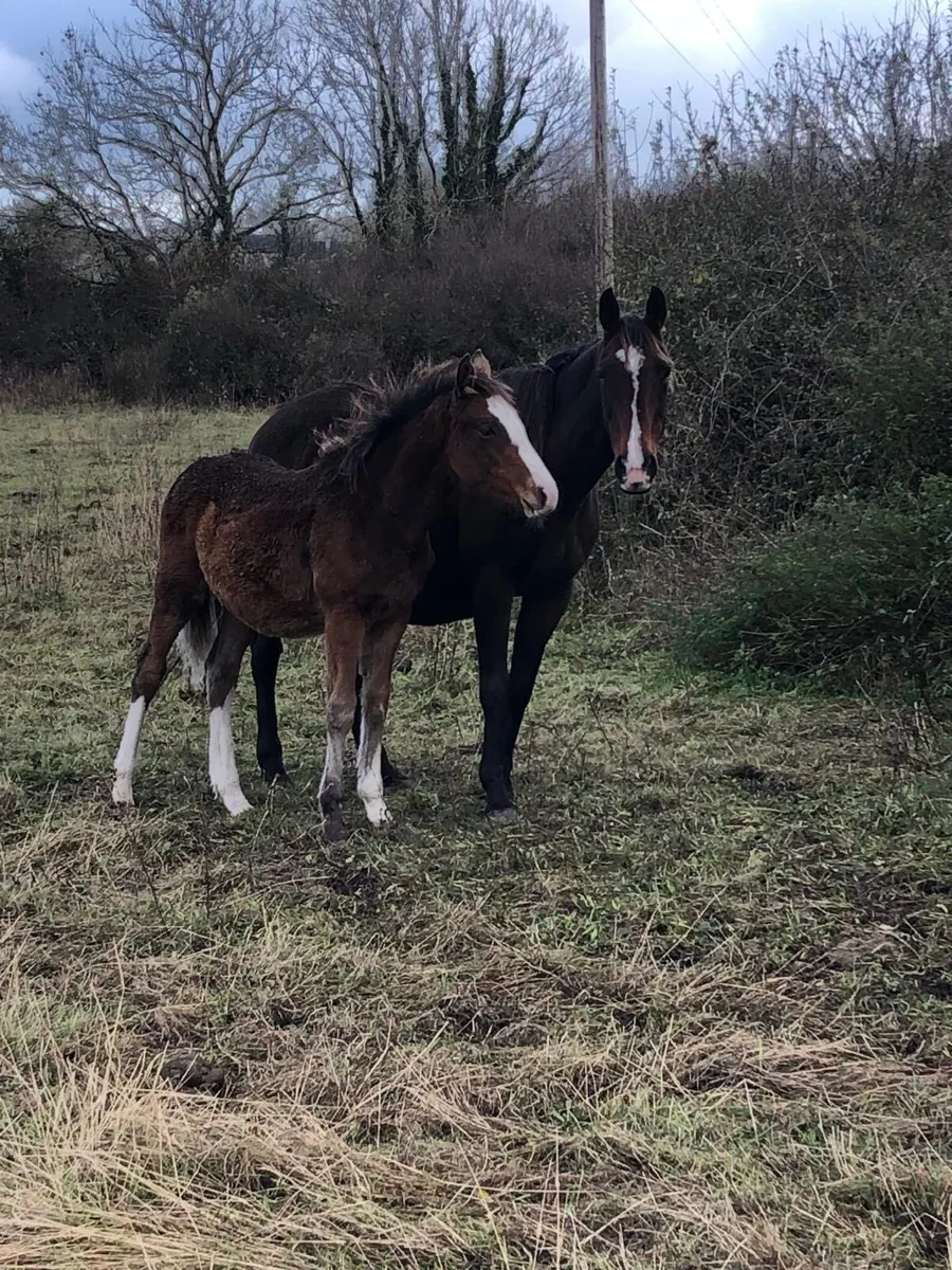 Colt Foal for sale - Image 3