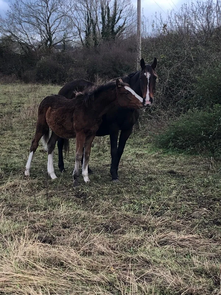 Colt Foal for sale - Image 4