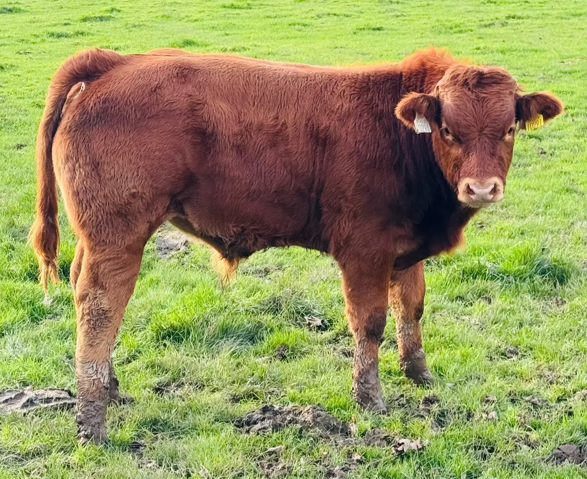 Bull Weanling Portuma mart 27th - Image 1