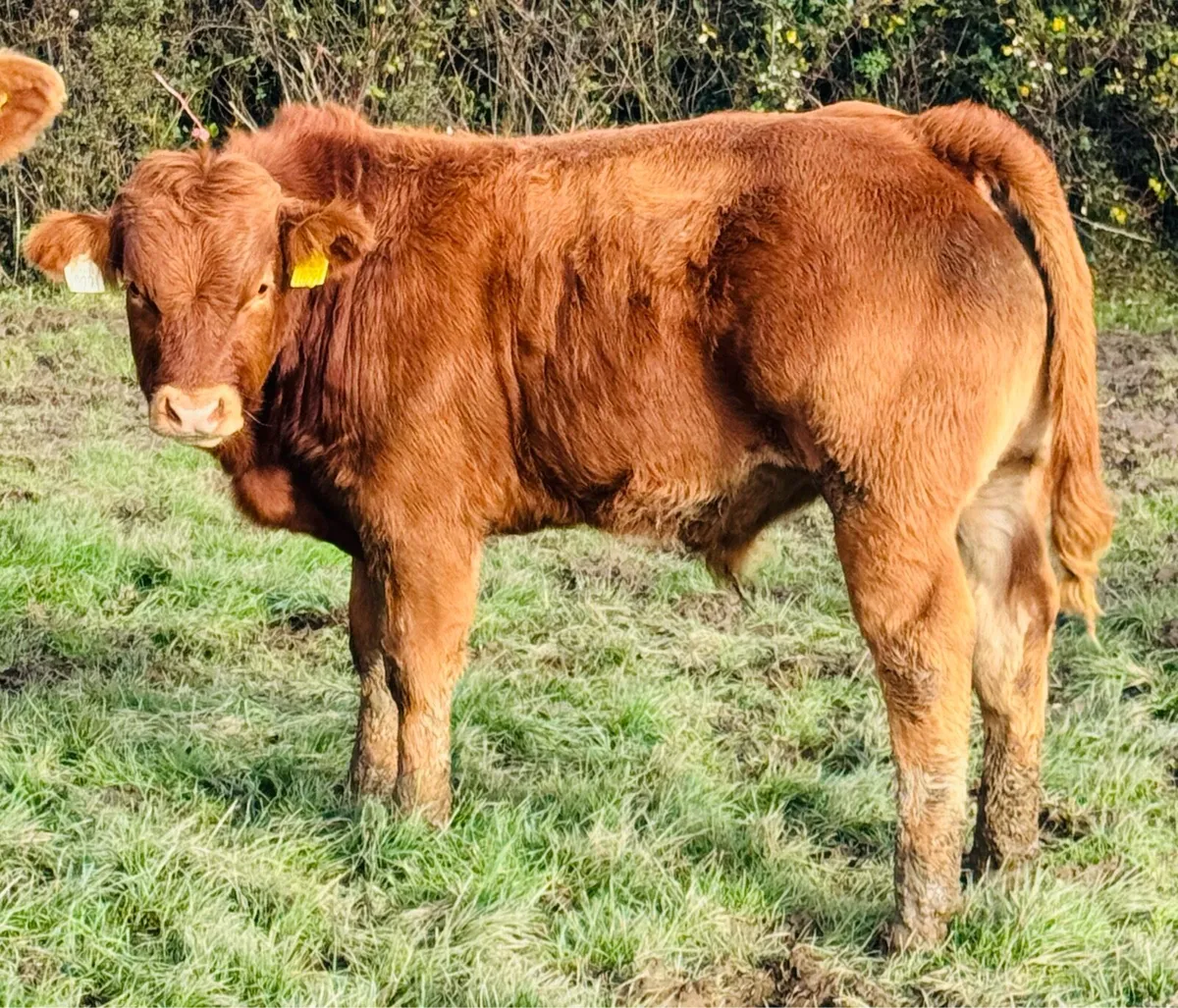 Bull Weanling Portuma mart 27th - Image 2