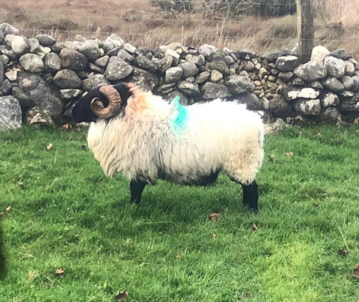 3 year old mountain ram - Image 1