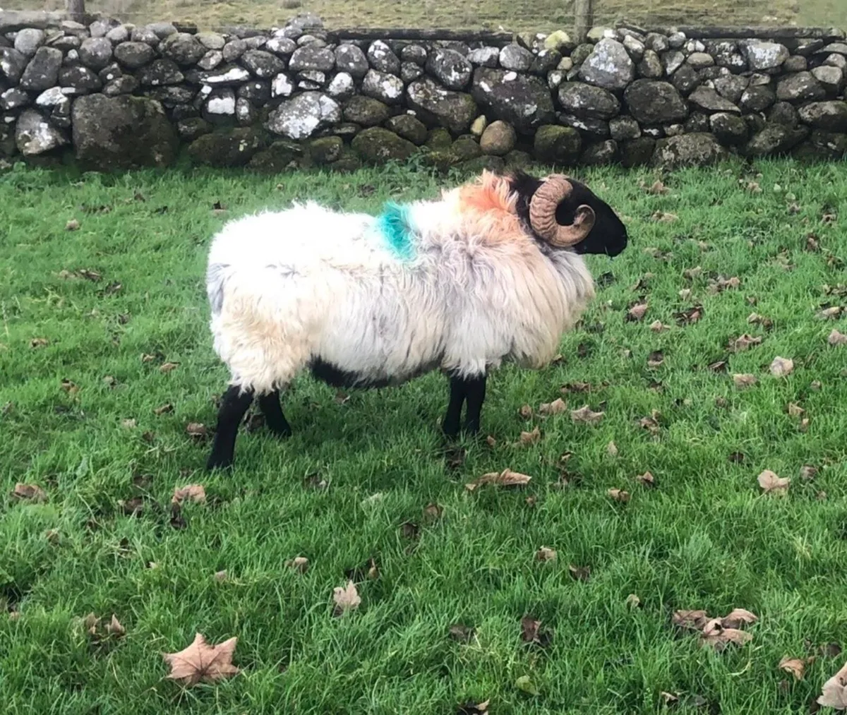 3 year old mountain ram - Image 2