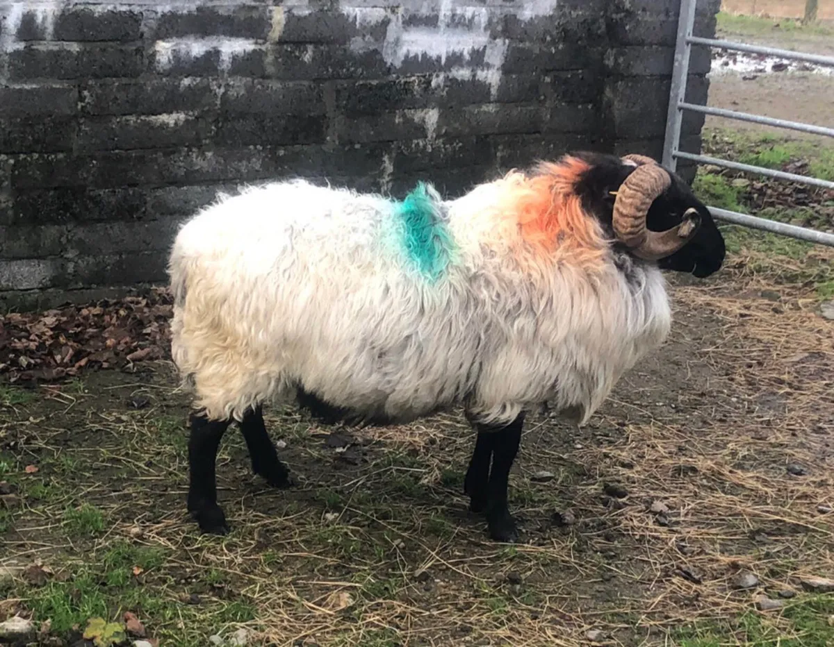 3 year old mountain ram - Image 3