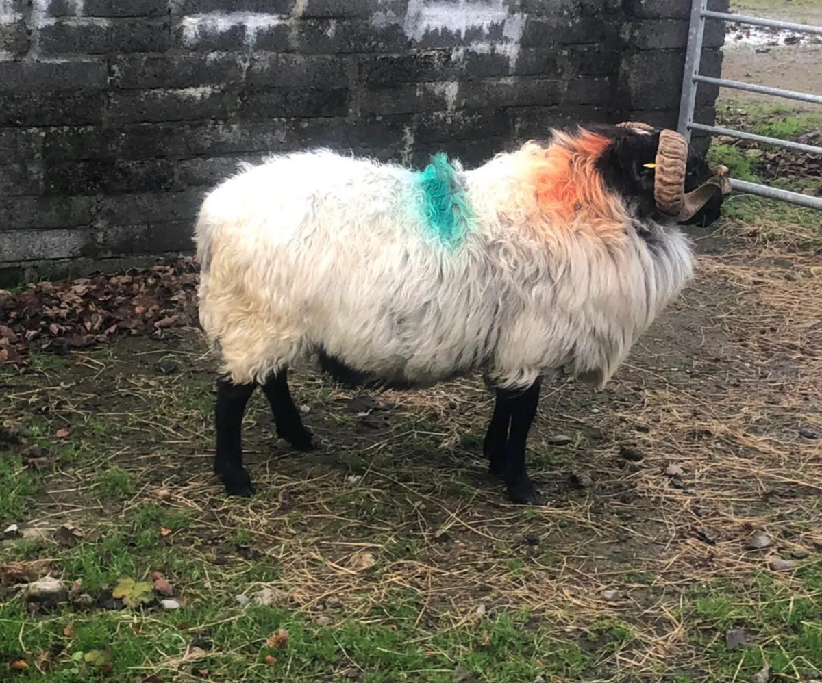 3 year old mountain ram - Image 4