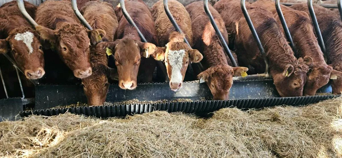 10 Super U Grade LMX Heifers. - Image 2