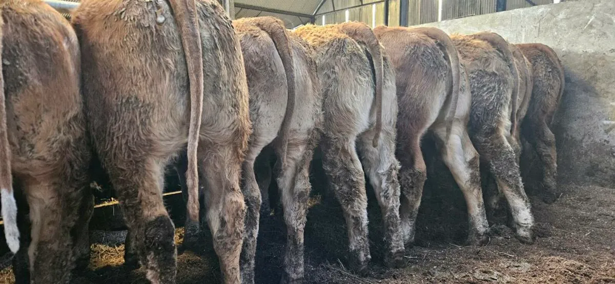 10 Super U Grade LMX Heifers. - Image 4
