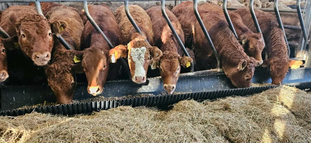 10 Super U Grade LMX Heifers. - Image 1
