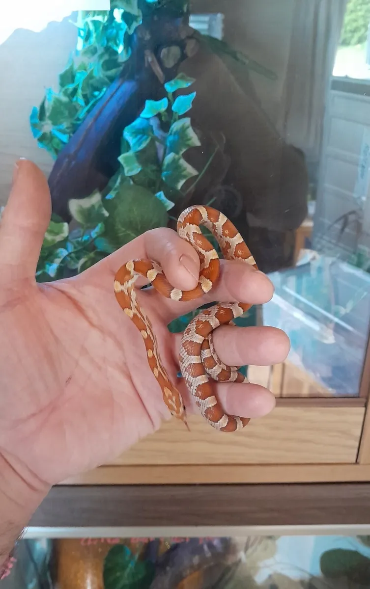 Corn Snakes 🐍 - Image 1