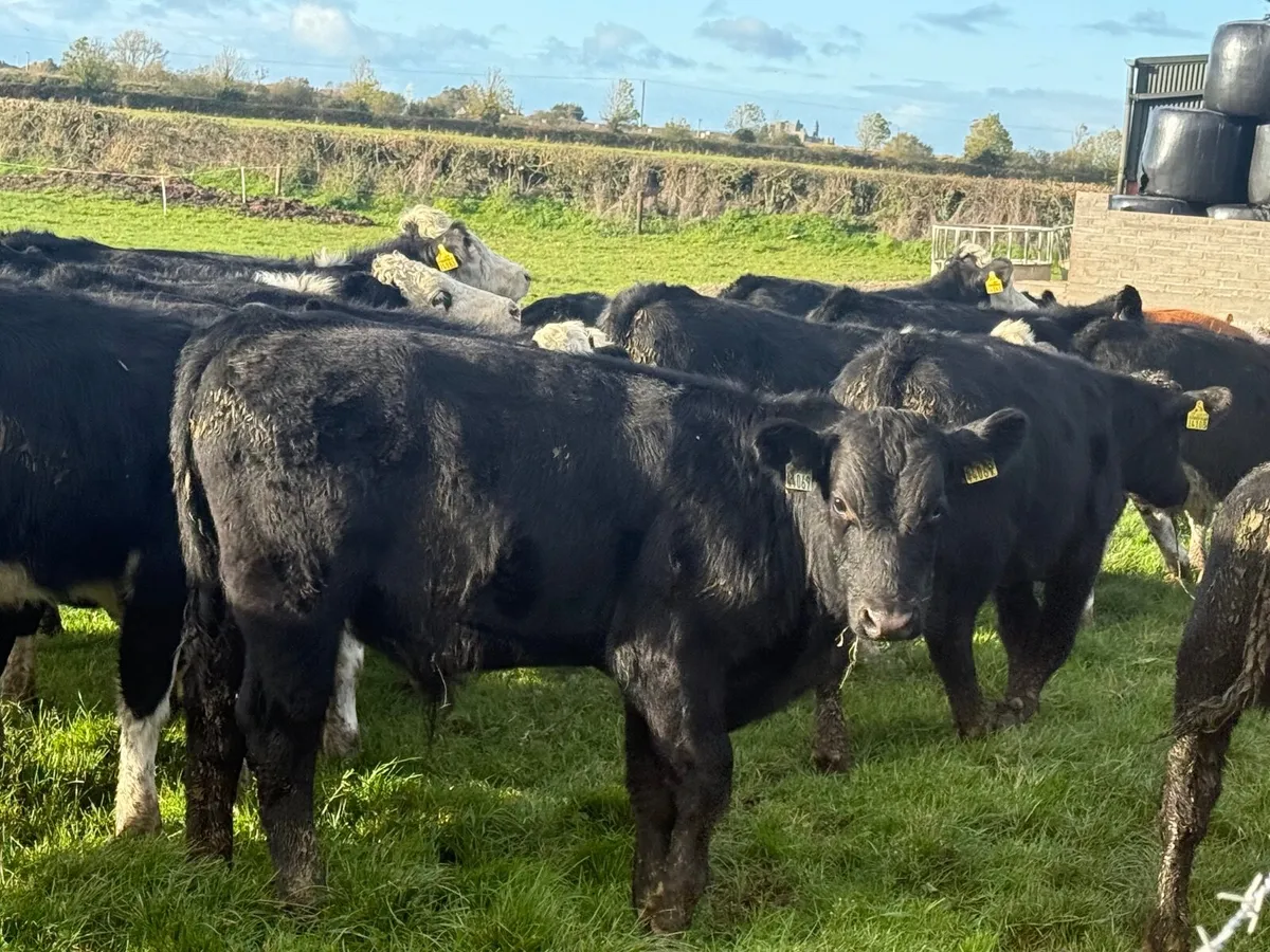 30 HEREFORD & ANGUS BULLOCKS ( HOMEBRED ) - Image 1