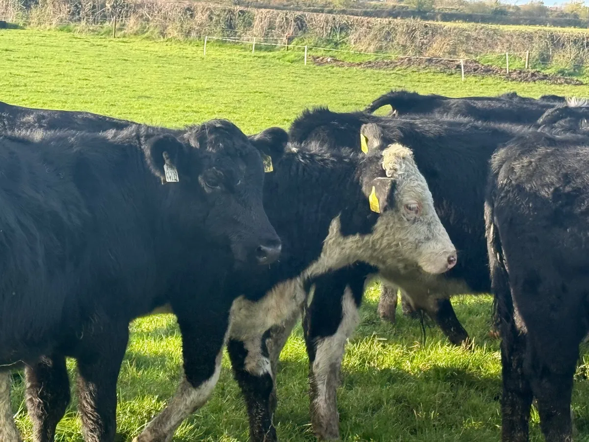 30 HEREFORD & ANGUS BULLOCKS ( HOMEBRED ) - Image 2