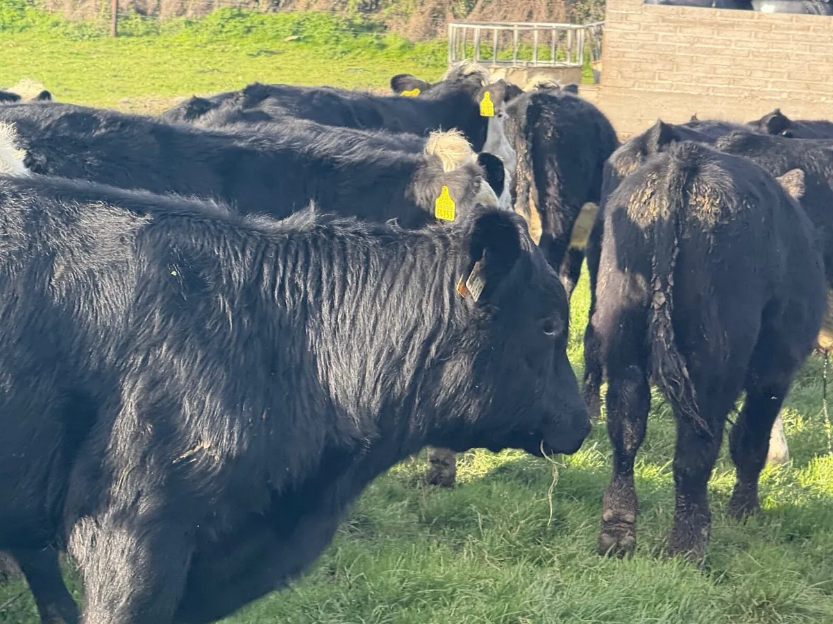 30 HEREFORD & ANGUS BULLOCKS ( HOMEBRED ) - Image 3