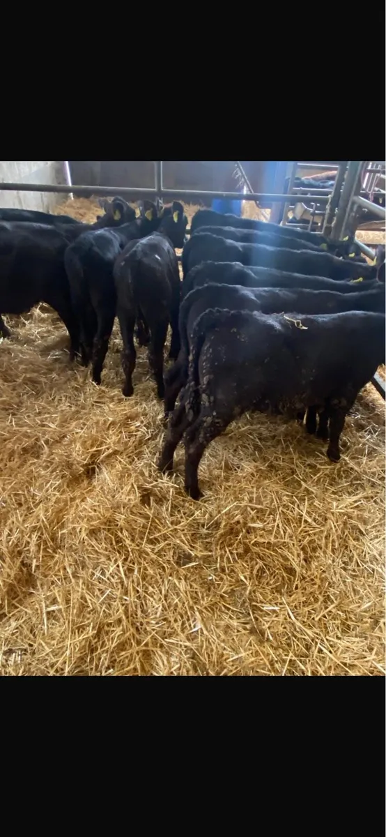 Angus heifers. - Image 1