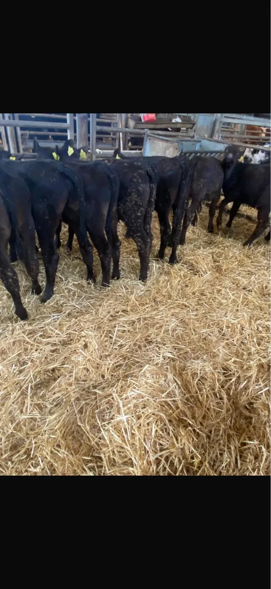 Angus heifers. - Image 2