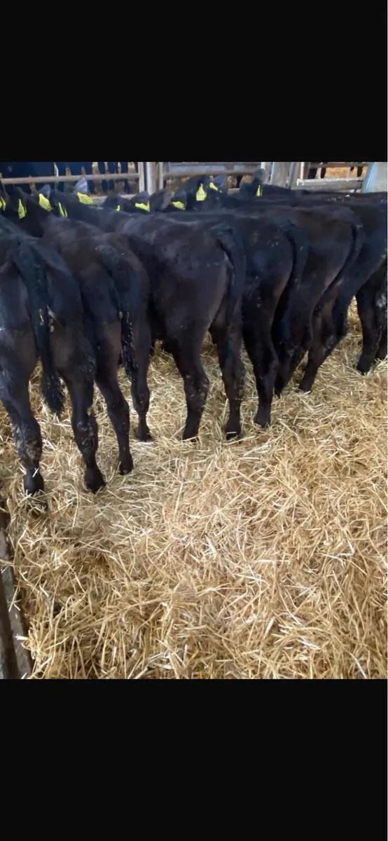 Angus heifers. - Image 3