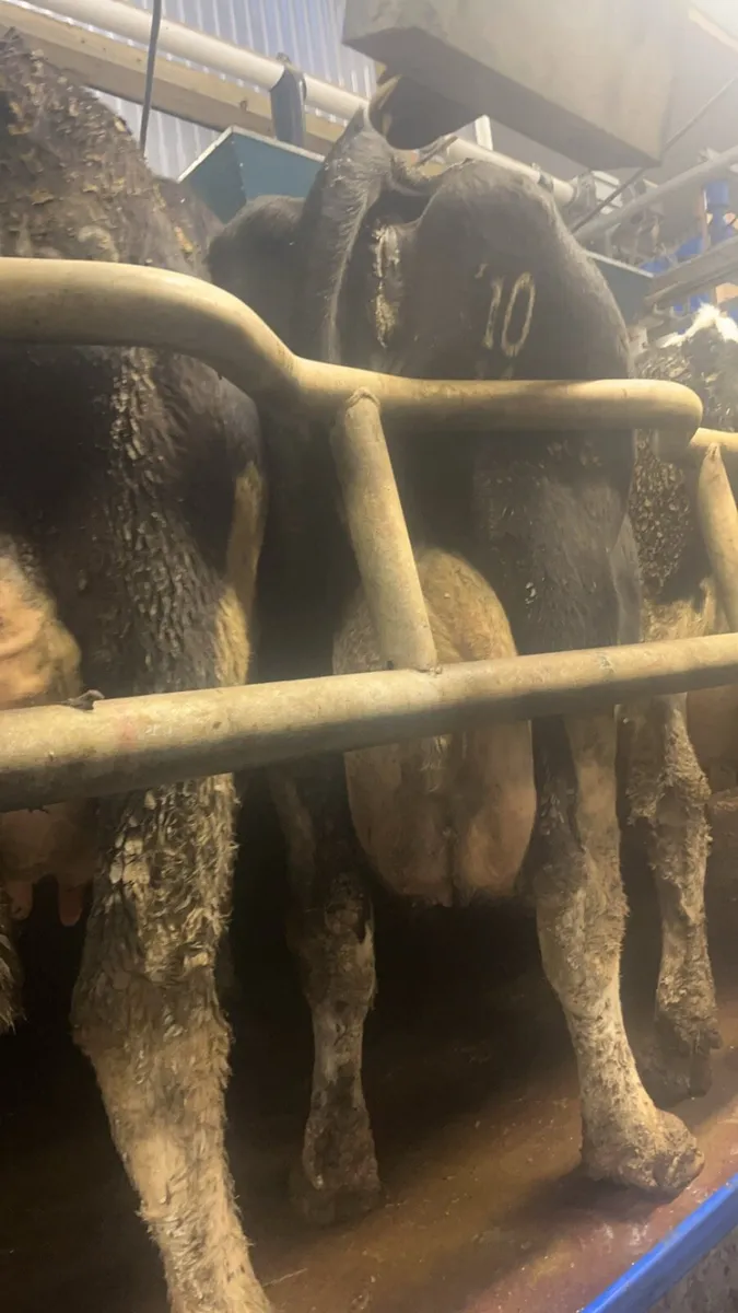 12 incalf cows - Image 1