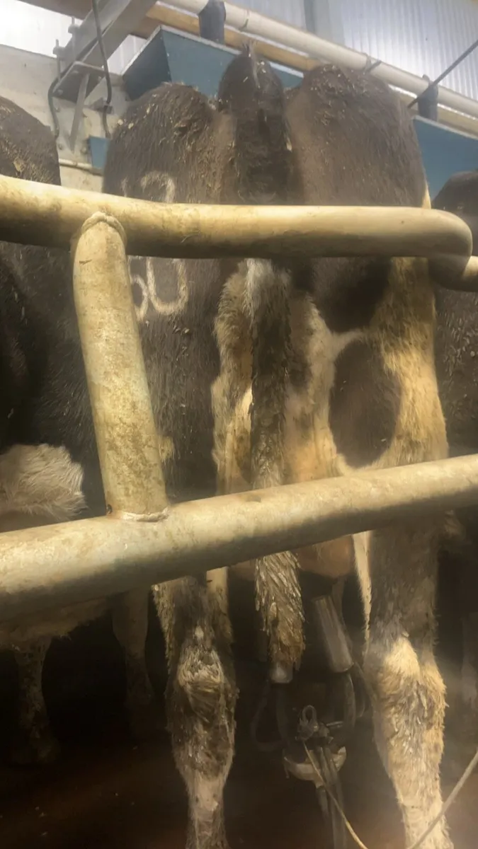 12 incalf cows - Image 2