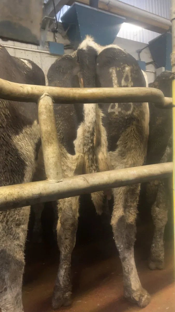 12 incalf cows - Image 3