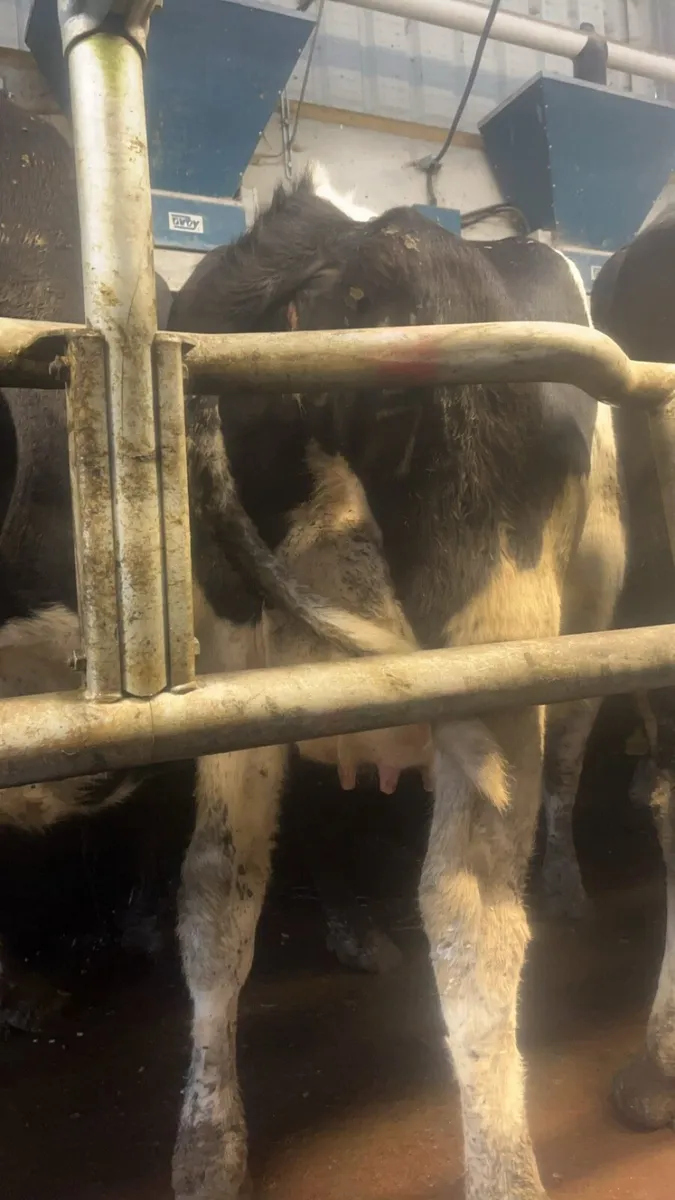 12 incalf cows - Image 4