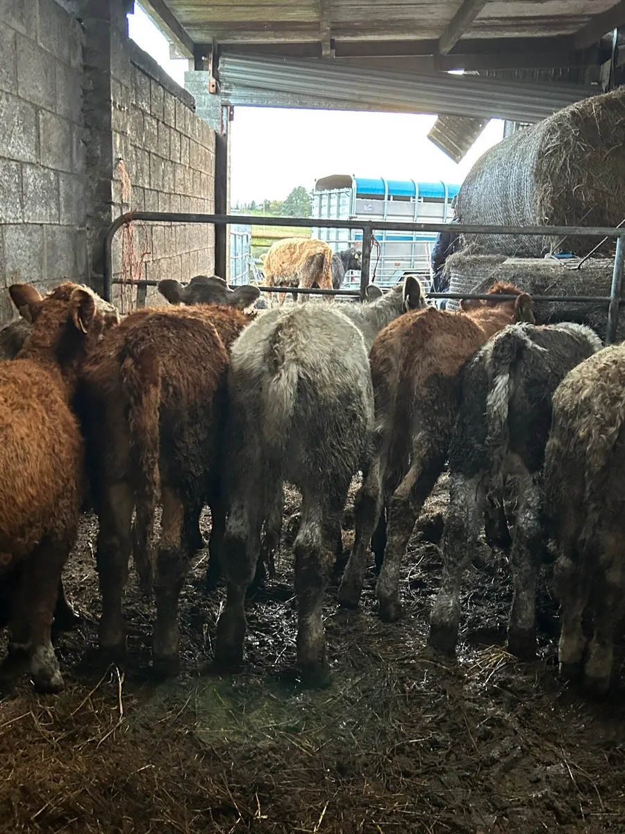 8 Ch/Lm heifers 250kg - Image 1