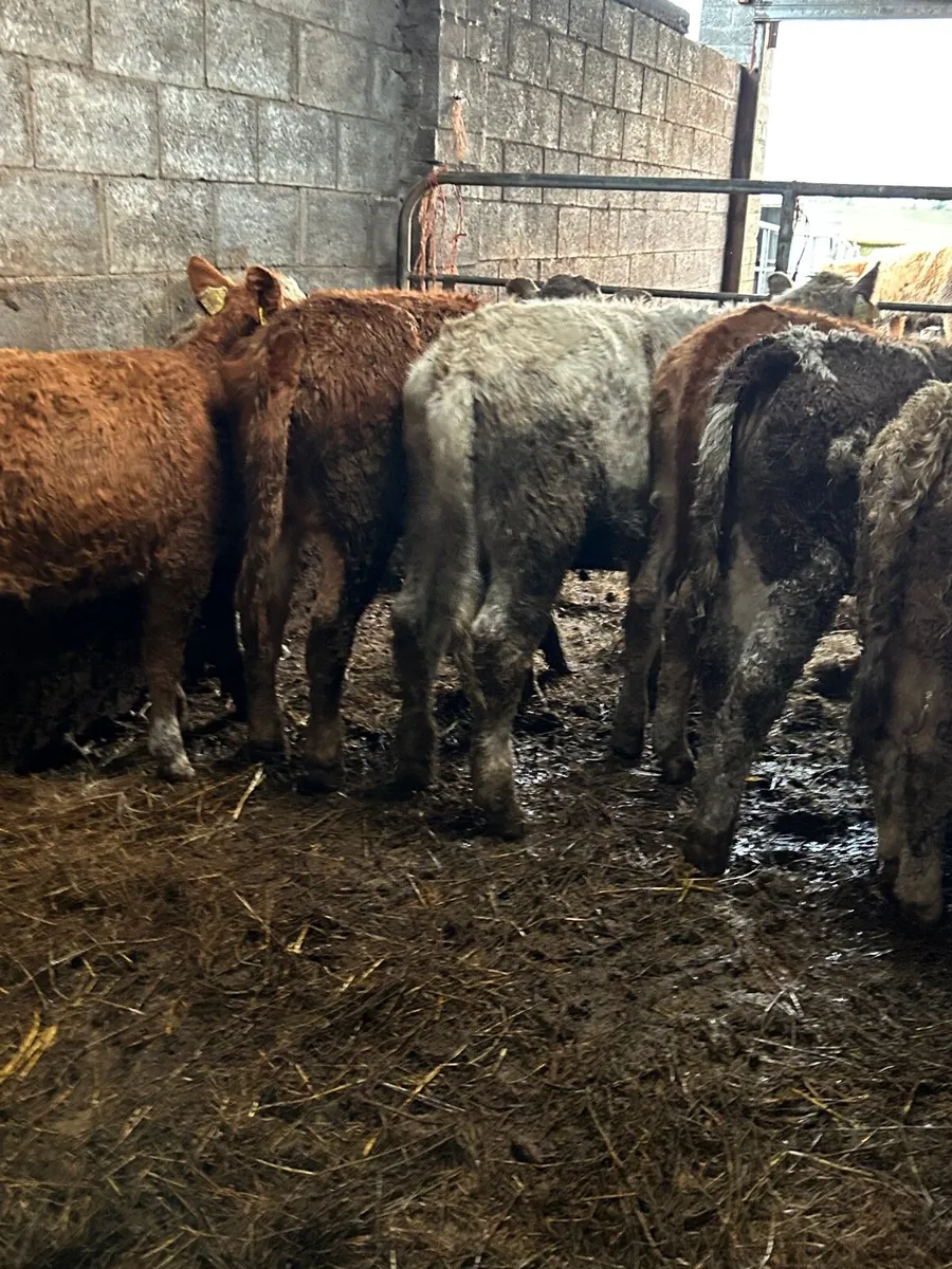 8 Ch/Lm heifers 250kg - Image 2