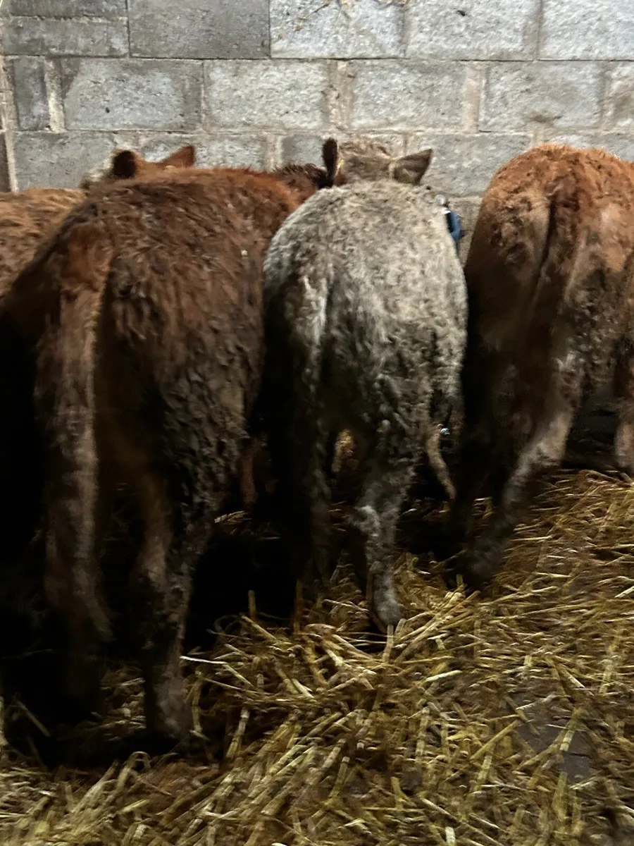 8 Ch/Lm heifers 250kg - Image 3