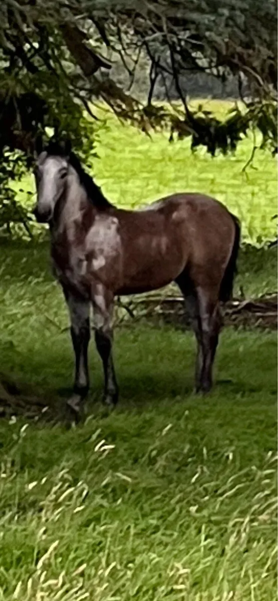 Connemera foal - Image 1