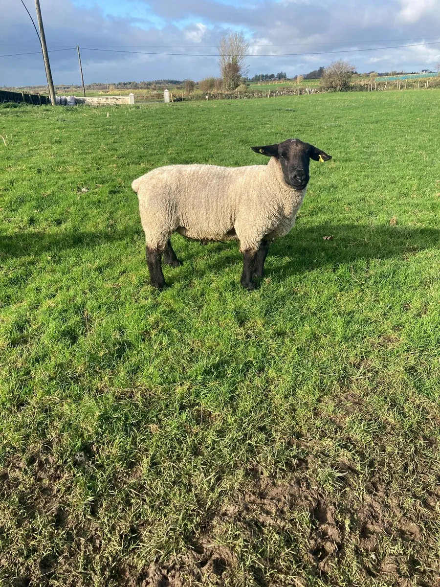 Suffolk Ram - Image 1