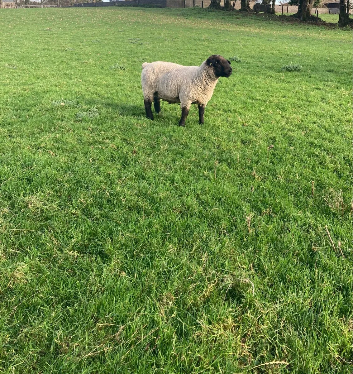 Suffolk Ram - Image 2