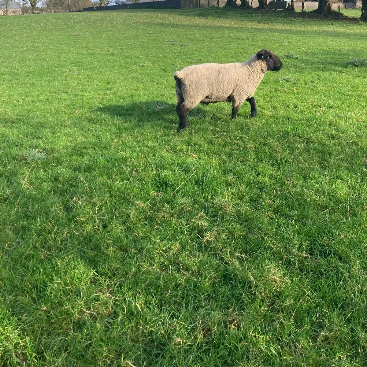 Suffolk Ram - Image 3