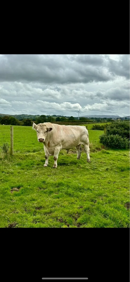 Angus cross Heifer scanned 5 months in calf - Image 4
