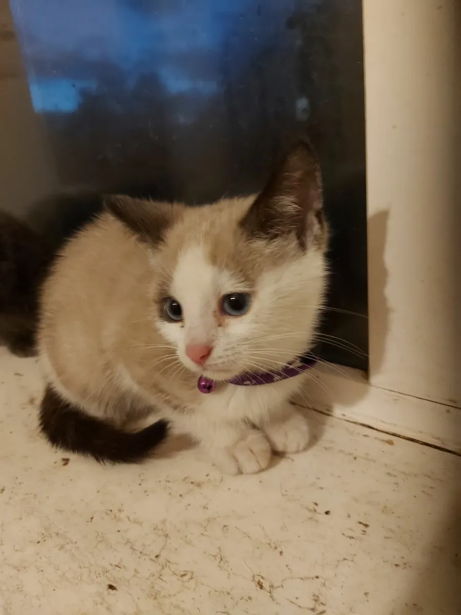 Kittens - Image 2