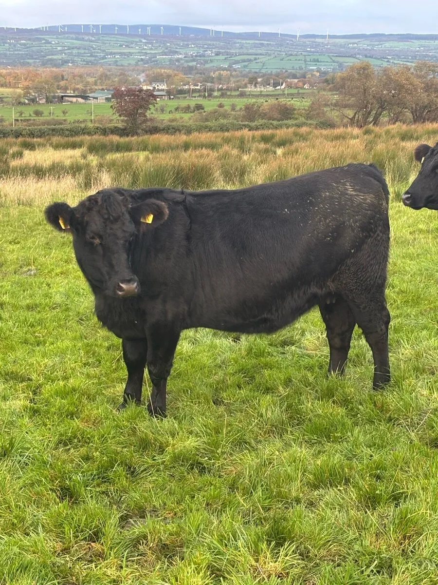 Angus cross Heifer scanned 5 months in calf - Image 1