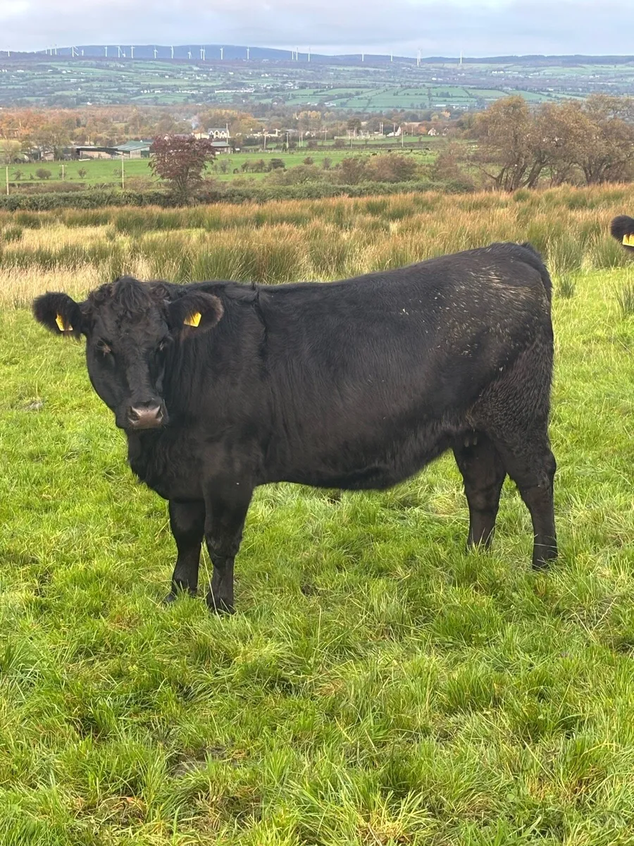 Angus cross Heifer scanned 5 months in calf - Image 2