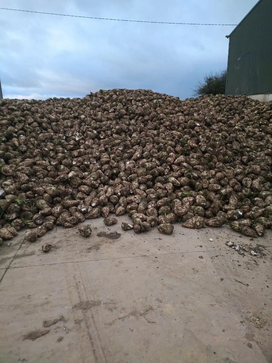 Beet - Image 1