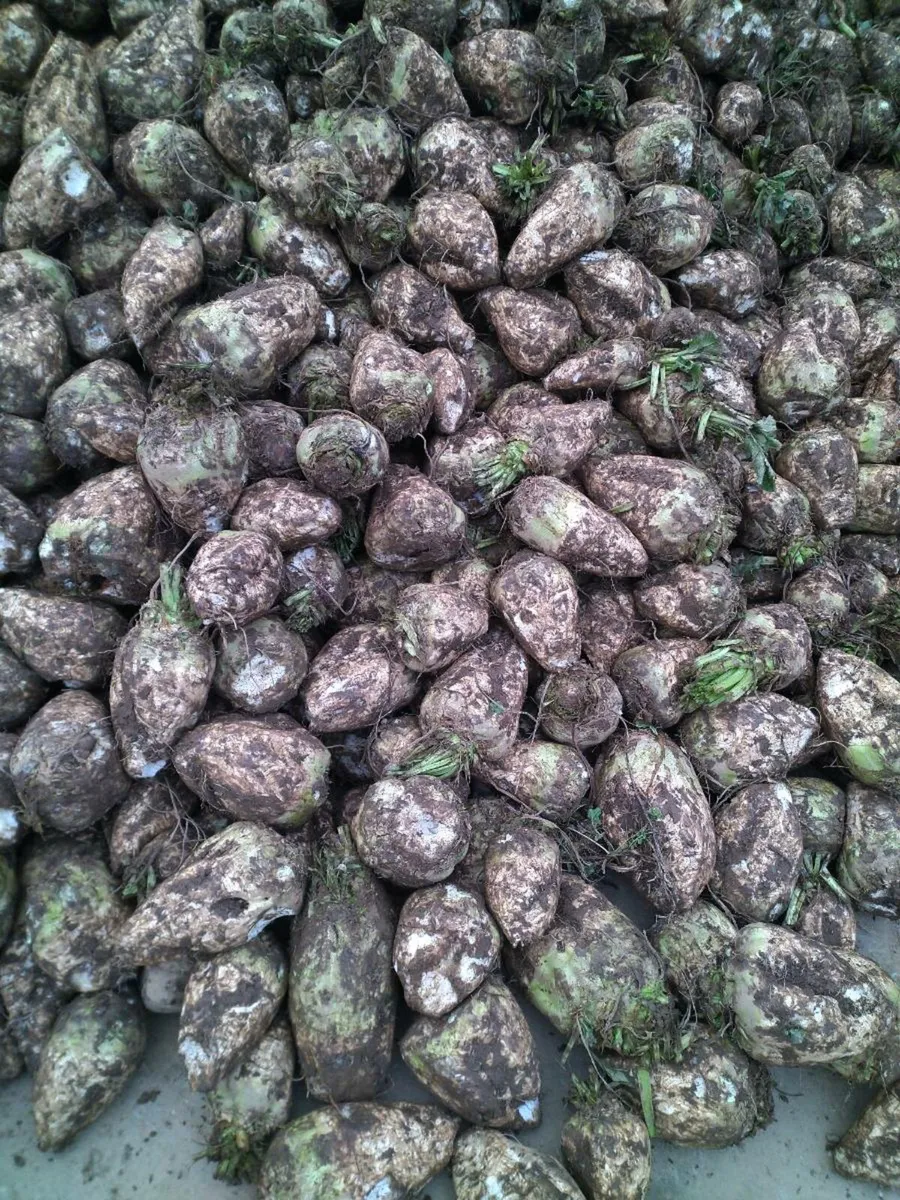 Beet - Image 2