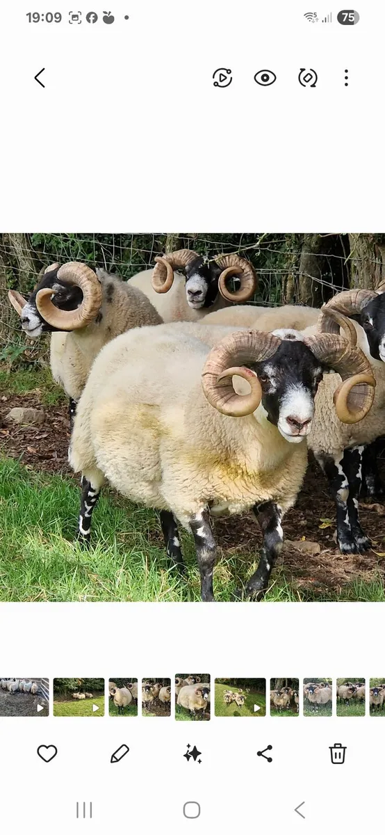 Don't be short of Rams this back end - Image 1